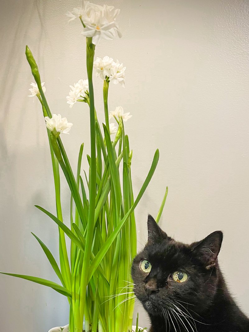 Boo-flowers-item1