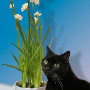 Boo Paper whites