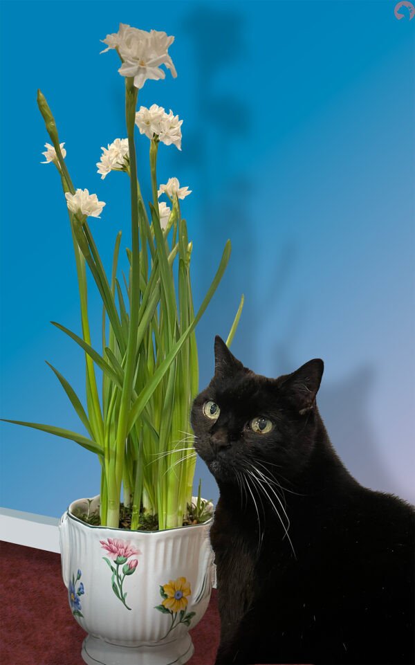 Boo Paper whites
